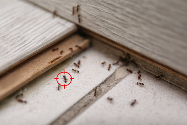 Best Commercial Pest Control Services  in Brownsville, PA