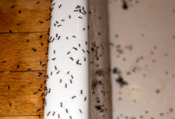 Best Bed Bug Extermination  in Brownsville, PA