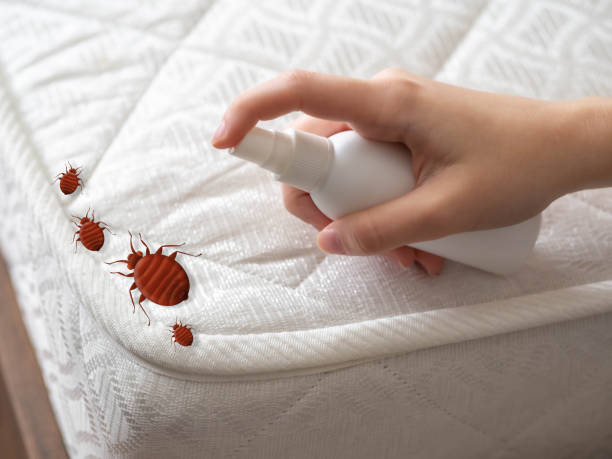 Best Termite Control Services  in Brownsville, PA