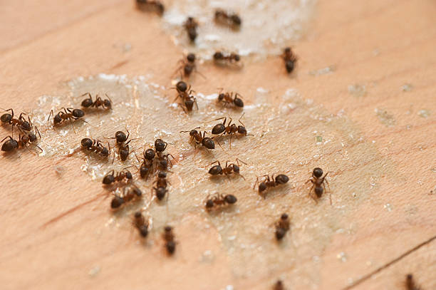 Best Pest Control Near Me  in Brownsville, PA
