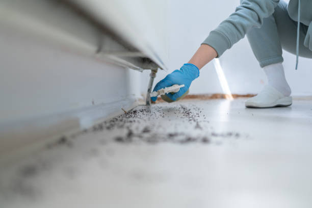 Insect Control in Brownsville, PA